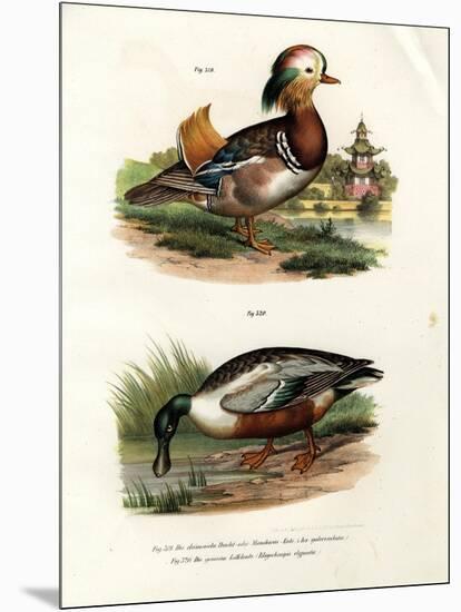 Mandarin Duck, 1864-null-Mounted Giclee Print