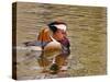 Mandarin Duck, Beijing, China-Alice Garland-Stretched Canvas