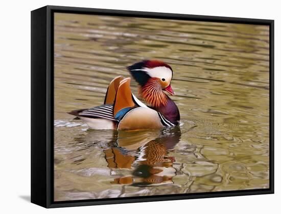 Mandarin Duck, Beijing, China-Alice Garland-Framed Stretched Canvas