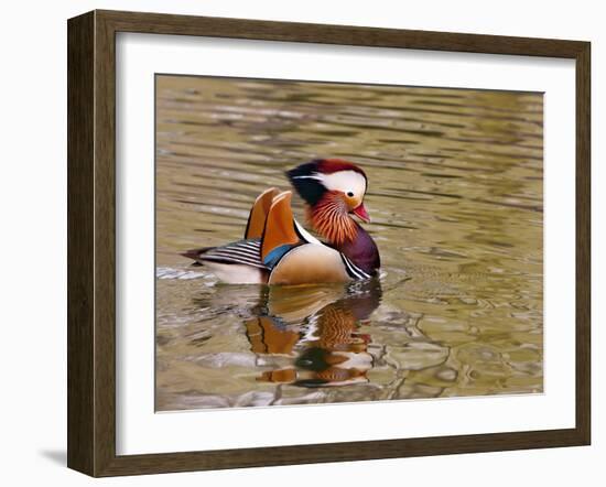 Mandarin Duck, Beijing, China-Alice Garland-Framed Premium Photographic Print