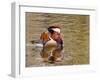 Mandarin Duck, Beijing, China-Alice Garland-Framed Premium Photographic Print