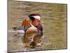 Mandarin Duck, Beijing, China-Alice Garland-Mounted Premium Photographic Print