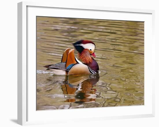 Mandarin Duck, Beijing, China-Alice Garland-Framed Photographic Print