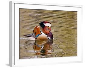 Mandarin Duck, Beijing, China-Alice Garland-Framed Photographic Print