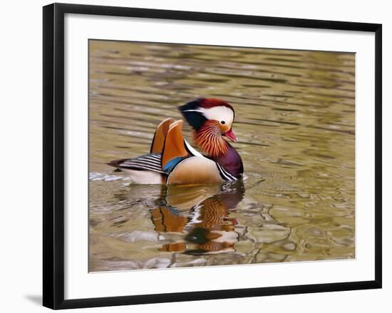 Mandarin Duck, Beijing, China-Alice Garland-Framed Photographic Print