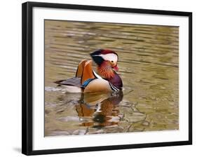 Mandarin Duck, Beijing, China-Alice Garland-Framed Photographic Print