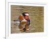 Mandarin Duck, Beijing, China-Alice Garland-Framed Photographic Print