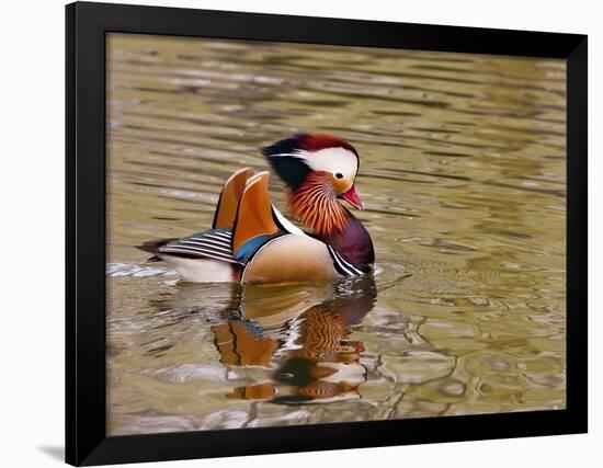 Mandarin Duck, Beijing, China-Alice Garland-Framed Photographic Print