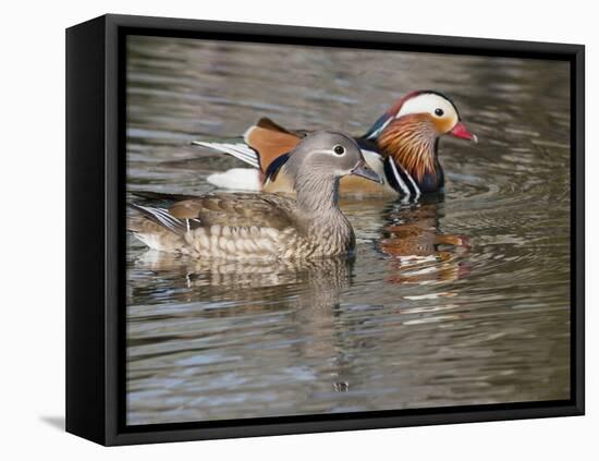 Mandarin Duck, Beijing, China-Alice Garland-Framed Stretched Canvas