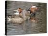 Mandarin Duck, Beijing, China-Alice Garland-Stretched Canvas