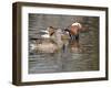 Mandarin Duck, Beijing, China-Alice Garland-Framed Premium Photographic Print