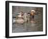 Mandarin Duck, Beijing, China-Alice Garland-Framed Premium Photographic Print