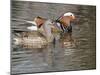 Mandarin Duck, Beijing, China-Alice Garland-Mounted Premium Photographic Print