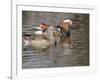 Mandarin Duck, Beijing, China-Alice Garland-Framed Photographic Print