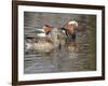 Mandarin Duck, Beijing, China-Alice Garland-Framed Photographic Print