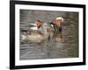 Mandarin Duck, Beijing, China-Alice Garland-Framed Photographic Print