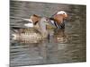 Mandarin Duck, Beijing, China-Alice Garland-Mounted Photographic Print