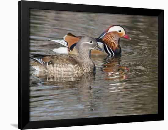 Mandarin Duck, Beijing, China-Alice Garland-Framed Photographic Print