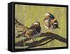 Mandarin Duck, Beijing, China-Alice Garland-Framed Stretched Canvas