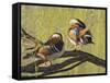 Mandarin Duck, Beijing, China-Alice Garland-Framed Stretched Canvas