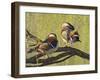 Mandarin Duck, Beijing, China-Alice Garland-Framed Premium Photographic Print