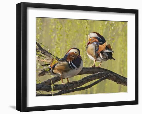 Mandarin Duck, Beijing, China-Alice Garland-Framed Premium Photographic Print