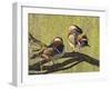 Mandarin Duck, Beijing, China-Alice Garland-Framed Premium Photographic Print