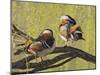 Mandarin Duck, Beijing, China-Alice Garland-Mounted Premium Photographic Print