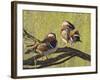 Mandarin Duck, Beijing, China-Alice Garland-Framed Photographic Print