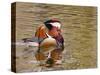 Mandarin Duck, Beijing, China-Alice Garland-Stretched Canvas