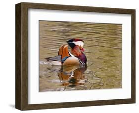 Mandarin Duck, Beijing, China-Alice Garland-Framed Photographic Print