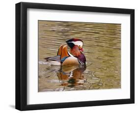 Mandarin Duck, Beijing, China-Alice Garland-Framed Photographic Print