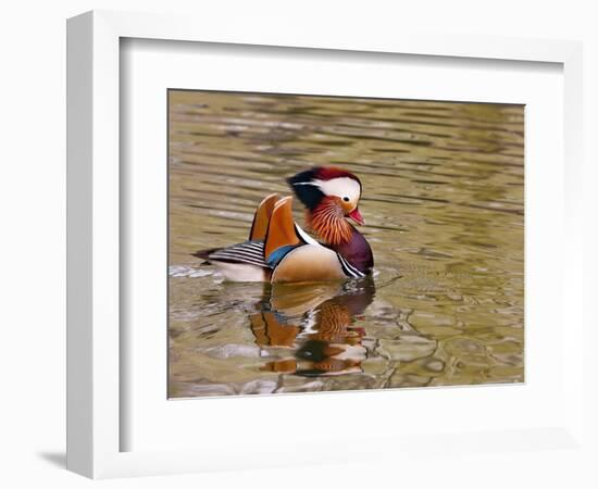 Mandarin Duck, Beijing, China-Alice Garland-Framed Photographic Print