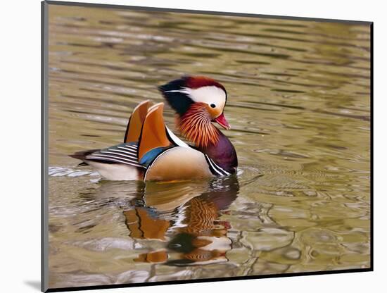 Mandarin Duck, Beijing, China-Alice Garland-Mounted Photographic Print