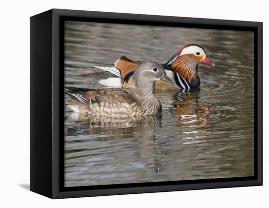 Mandarin Duck, Beijing, China-Alice Garland-Framed Stretched Canvas