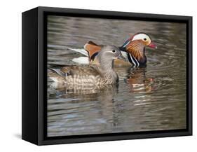 Mandarin Duck, Beijing, China-Alice Garland-Framed Stretched Canvas