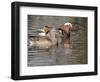 Mandarin Duck, Beijing, China-Alice Garland-Framed Photographic Print