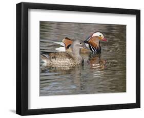 Mandarin Duck, Beijing, China-Alice Garland-Framed Photographic Print