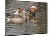 Mandarin Duck, Beijing, China-Alice Garland-Mounted Photographic Print