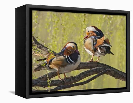 Mandarin Duck, Beijing, China-Alice Garland-Framed Stretched Canvas