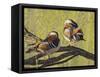 Mandarin Duck, Beijing, China-Alice Garland-Framed Stretched Canvas