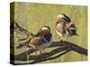 Mandarin Duck, Beijing, China-Alice Garland-Stretched Canvas