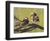 Mandarin Duck, Beijing, China-Alice Garland-Framed Photographic Print