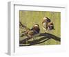 Mandarin Duck, Beijing, China-Alice Garland-Framed Photographic Print