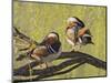 Mandarin Duck, Beijing, China-Alice Garland-Mounted Photographic Print