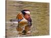 Mandarin Duck, Beijing, China-Alice Garland-Stretched Canvas