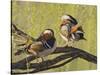 Mandarin Duck, Beijing, China-Alice Garland-Stretched Canvas