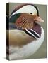 Mandarin Duck, Close up of Male Head, USA-John Cancalosi-Stretched Canvas