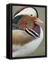 Mandarin Duck, Close up of Male Head, USA-John Cancalosi-Framed Stretched Canvas