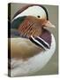 Mandarin Duck, Close up of Male Head, USA-John Cancalosi-Stretched Canvas